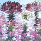QUEEN MIXTURE CLEOME 50 US SEEDS