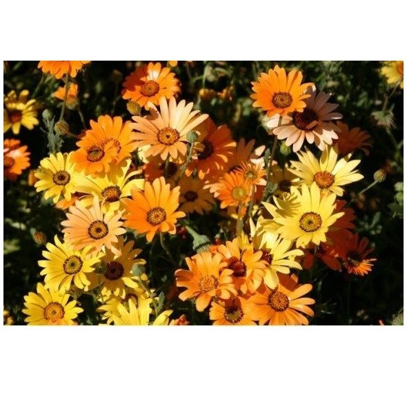 MIXED COLORS DIMORPHOTHECA FLOWER 50 US SEEDS