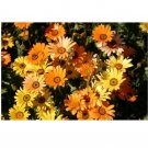 MIXED COLORS DIMORPHOTHECA FLOWER 50 US SEEDS