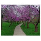 REDBUD TREE SHOWY 20 US SEEDS