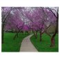 REDBUD TREE SHOWY 20 US SEEDS