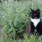 CATNIP FRESH HERB 15 US SEEDS