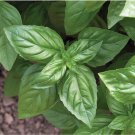 25 US SEEDS BASIL FRESH HERB