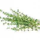 THYME 10 US SEEDS FRESH HERB