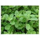 100 US SEEDS FRESH SWEET MARJORAM