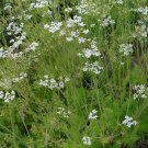 CARAWAY FRESH HERB 50 US SEEDS