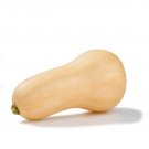 VEGETABLE BUTTERNUT SQUASH 10 US SEEDS