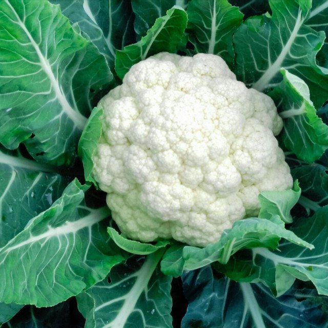 CAULIFLOWER VEGETABLE 15 US SEEDS