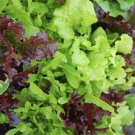 25 US SEEDS MIX FRESH SALAD LETTUCE