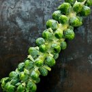BRUSSEL SPROUTS VEGETABLE 25 US SEEDS