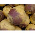 100 US SEEDS FRESH RUTABAGA AMERICAN PURPLE TOP