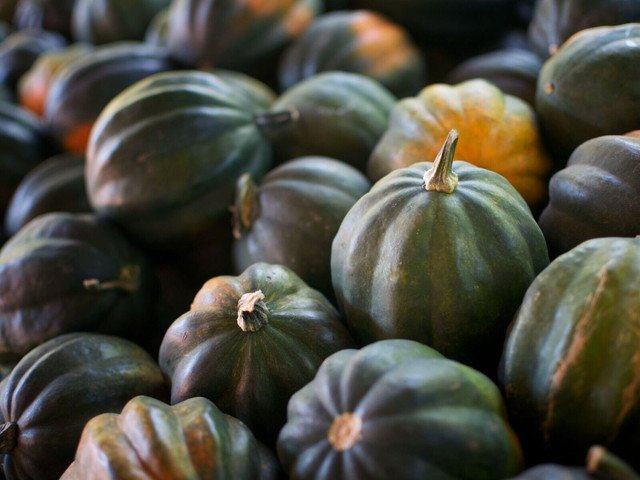 ACORN SQUASH VEGETABLE 5 US SEEDS