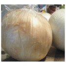 25 US SEEDS FRESH SWEET SPANISH WHITE ONION