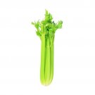 CELERY VEGETABLE 20 US SEEDS