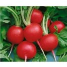 50 US SEEDS FRESH RADISH CHAMPION