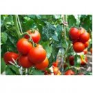 25 US SEEDS RUTGERS FRESH TOMATO