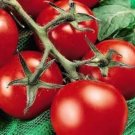 25 US SEEDS FRESH HEIRLOOM MONEYMAKER TOMATO