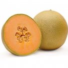 CANTALOUPE MELON FRUIT 5 US SEEDS