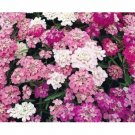 100 US SEEDS CANDYTUFT MIXED COLORS FRESH WHITE PINK PURPLE