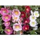 HOLLYHOCK SINGLE MIX FRESH 25 US SEED