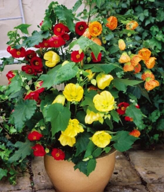 ABUTILON BELLVUE MIX FLOWERING MAPLE FRESH 20 US SEEDS
