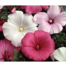 ROSE MALLOW SEEDS MIXED PINK WHITE FRESH TREE MALLOW 25 US SEEDS