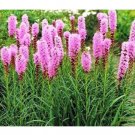 FLOWER GAYFEATHER BLAZING STAR 25 US SEEDS FRESH