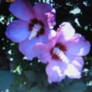 SHOWY ROSE OF SHARON 5 US SEEDS SHOWY ROSE OF SHARON 5 US SEEDS