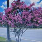 20 US SEEDS CREPE MYRTLE SHOWY