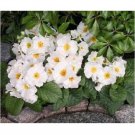 15 US SEEDS PRIMULA WHITE PRIMROSE FLOWER