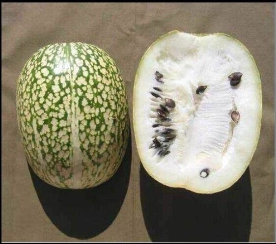 Shark Fin Melon Chilacayote Fig Leaved Malabar 5 US Seeds