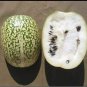 Shark Fin Melon Chilacayote Fig Leaved Malabar 5 US Seeds