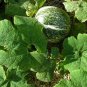 Shark Fin Melon Chilacayote Fig Leaved Malabar 5 US Seeds