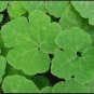 Shark Fin Melon Chilacayote Fig Leaved Malabar 5 US Seeds