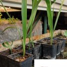 Fruit Palm Tree Tropical 3 US Seed Medjool Dates
