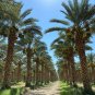 Fruit Palm Tree Tropical 3 US Seed Medjool Dates