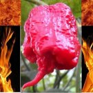 Carolina Reaper 3 US Seeds
