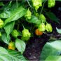 Carolina Reaper 3 US Seeds
