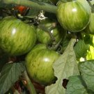 Green Zebra Tomato Rare Beautiful Color Heirloom 3 US Seeds