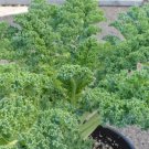 BLUE CURLED VATES KALE 3 US Seeds