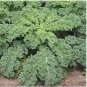 BLUE CURLED VATES KALE 3 US Seeds