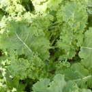 IMPROVED SIBERIAN KALE 3 US Seeds