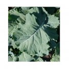 PREMIER KALE Compact Vigorous Leaves 3 US Seeds