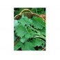 PREMIER KALE Compact Vigorous Leaves 3 US Seeds
