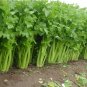 CELERY Tall 3 US Seeds