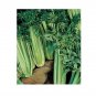 CELERY Tall 3 US Seeds