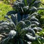 3 US Seeds Tuscany Beautiful Lacinato KALE Dinosaur Black