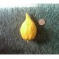 Citron Citrus Medica Etrog Esrog Rare Exotic Fruit Unique Religious 5 US Seeds