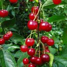 10 US Seeds Tart Fruit Montmorency Sour Cherry Tree
