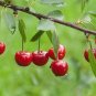 10 US Seeds Tart Fruit Montmorency Sour Cherry Tree